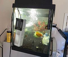 Fish Aquarium