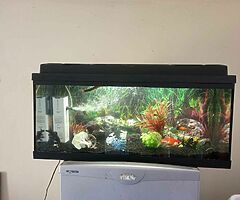Fish Aquarium - Image 4/4