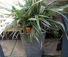 Plants and pots