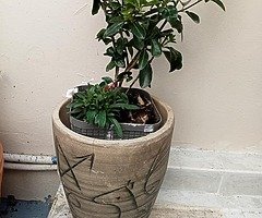 Plants and pots