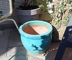 Plants and pots - Image 7/8