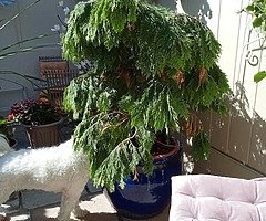 Plants and pots - Image 8/8