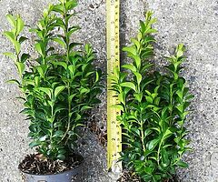 Box Hedging