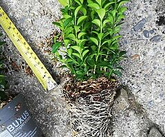 Box Hedging