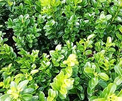 Box Hedging