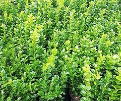 Box Hedging - Image 4/10
