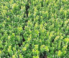 Box Hedging - Image 5/10
