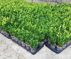 Box Hedging - Image 6/10