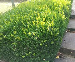 Box Hedging - Image 7/10