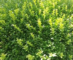Box Hedging - Image 8/10