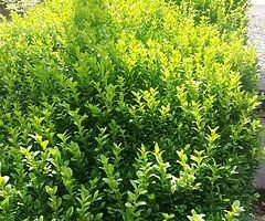 Box Hedging - Image 9/10
