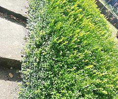 Box Hedging - Image 10/10