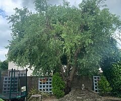Patrick berry - Image 7/9