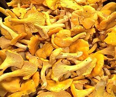 Gourmet Mushroom Cultures & Mushroom Grow Kits | 10% OFF SALE