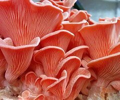 Gourmet Mushroom Cultures & Mushroom Grow Kits | 10% OFF SALE