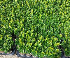 Box Hedging - Image 3/10