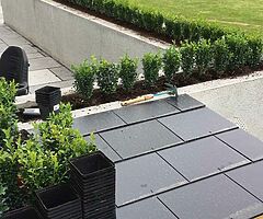 Box Hedging - Image 4/10