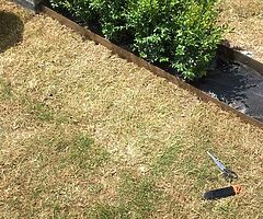 Box Hedging - Image 6/10