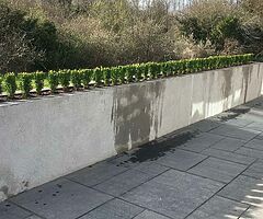Box Hedging - Image 7/10