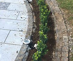 Box Hedging - Image 8/10