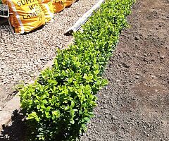 Box Hedging - Image 9/10