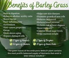 Authentic Barley - Image 4/7