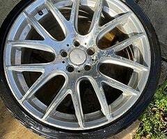 Ava bostons - Image 4/4