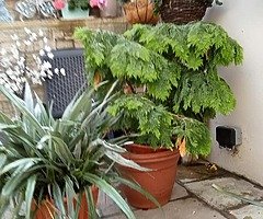 Evergreen shrubs - Image 4/6