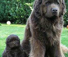 N3UFY Car registration