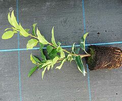 Portuguese Laurel - Image 5/10