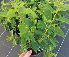 Portuguese Laurel - Image 3/10
