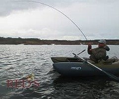 Outcast fishcat scout