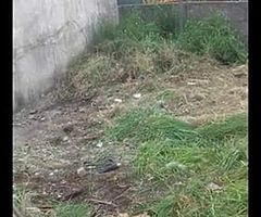 Belfast rubbish and recycling. - Image 3/7