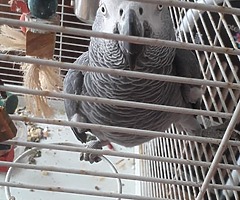 African grey parrot