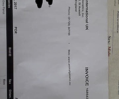 African grey parrot - Image 3/4