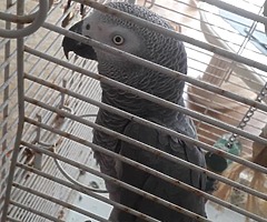 African grey parrot - Image 4/4