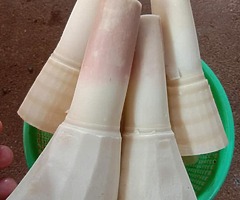 Rebung segar , tengkuyung sungai