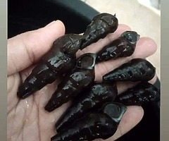 Jamur sawit, tengkuyung sungai,