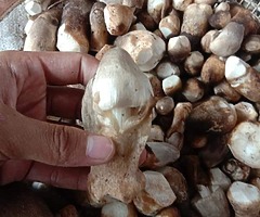 Jamur sawit, tengkuyung sungai, - Image 4/5