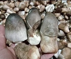 Jamur sawit, tengkuyung sungai, - Image 5/5