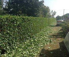 Hedge Cutter - Image 5/5